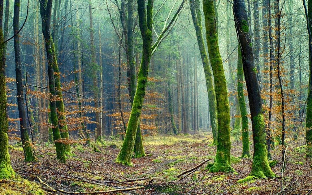 Heute schon eine Bildschirm- Arbeitspause gemacht?